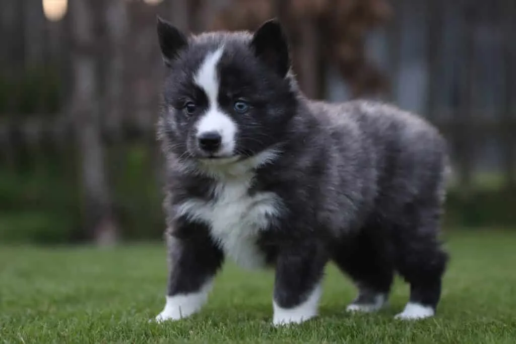 Mittelgroße hunderassen: welche hunderassen sind mittelgroß? 11 Schattige border collie puppy met blauwe ogen op gras.