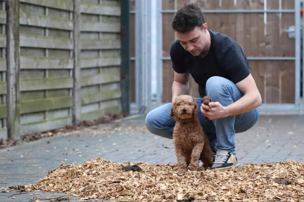Man speelt met kleine bruine hond in tuin.