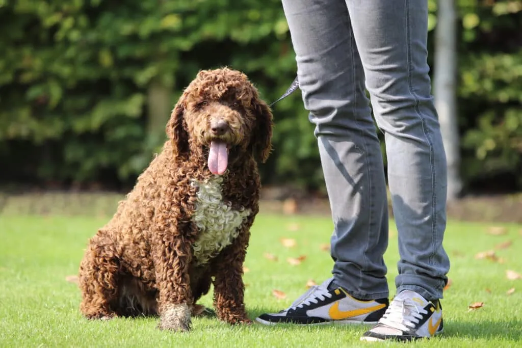 Mittelgroße hunderassen: welche hunderassen sind mittelgroß? 10 Schattige bruine hond met witte borst op grasveld bij woefkesranch.
