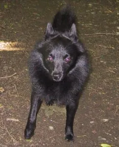 Belgische honden - belgisch hondenfokker 11 Schipperke