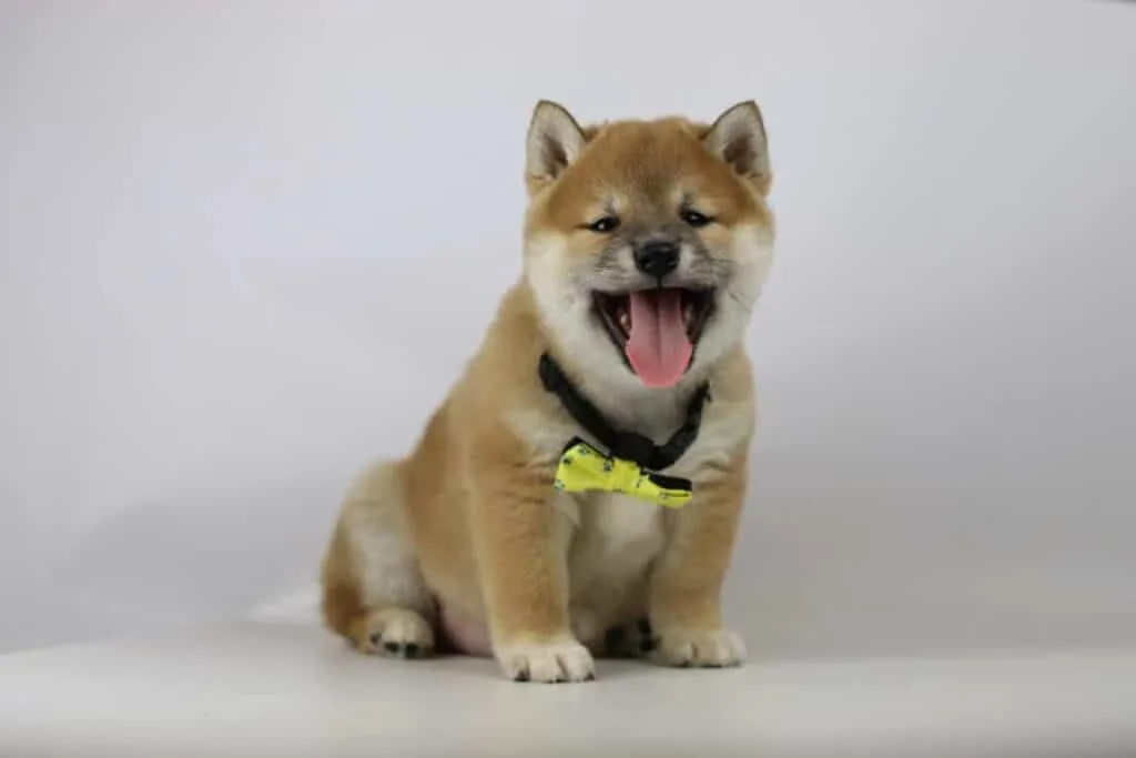 Durée de vie d'un shiba inu – quel âge peut atteindre un shiba? 1 Durée de vie du shiba inu : quel âge peut atteindre un shiba inu?