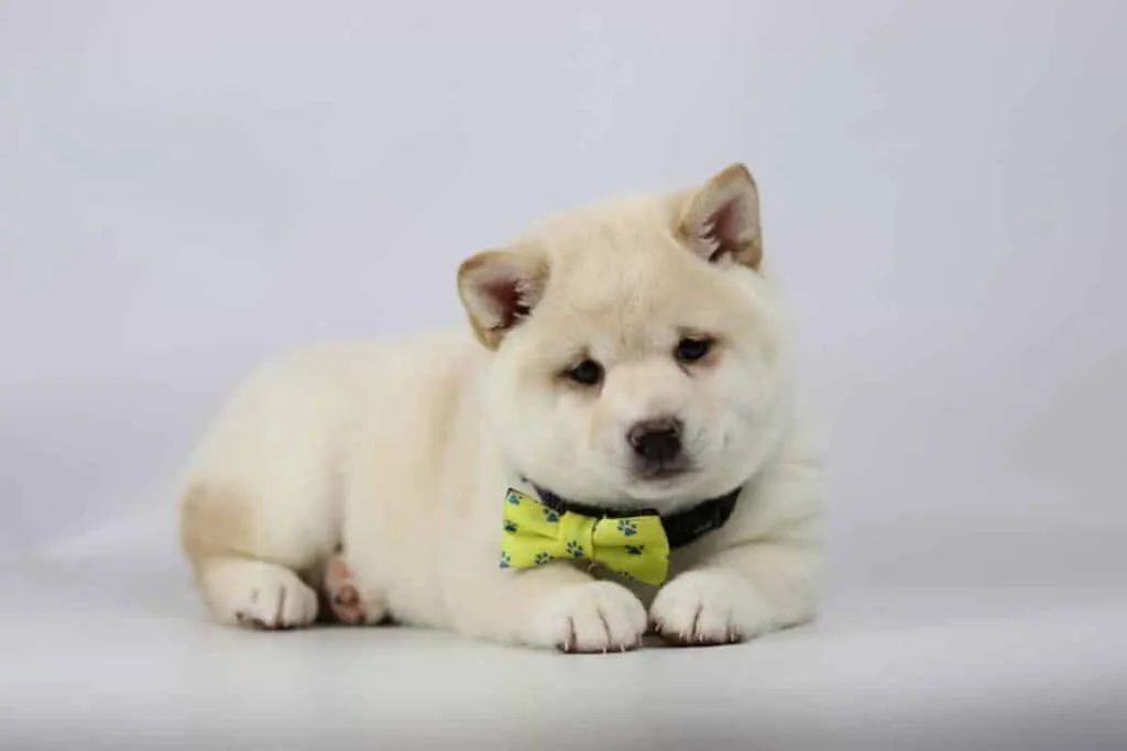 Shiba inu prijs belgië
