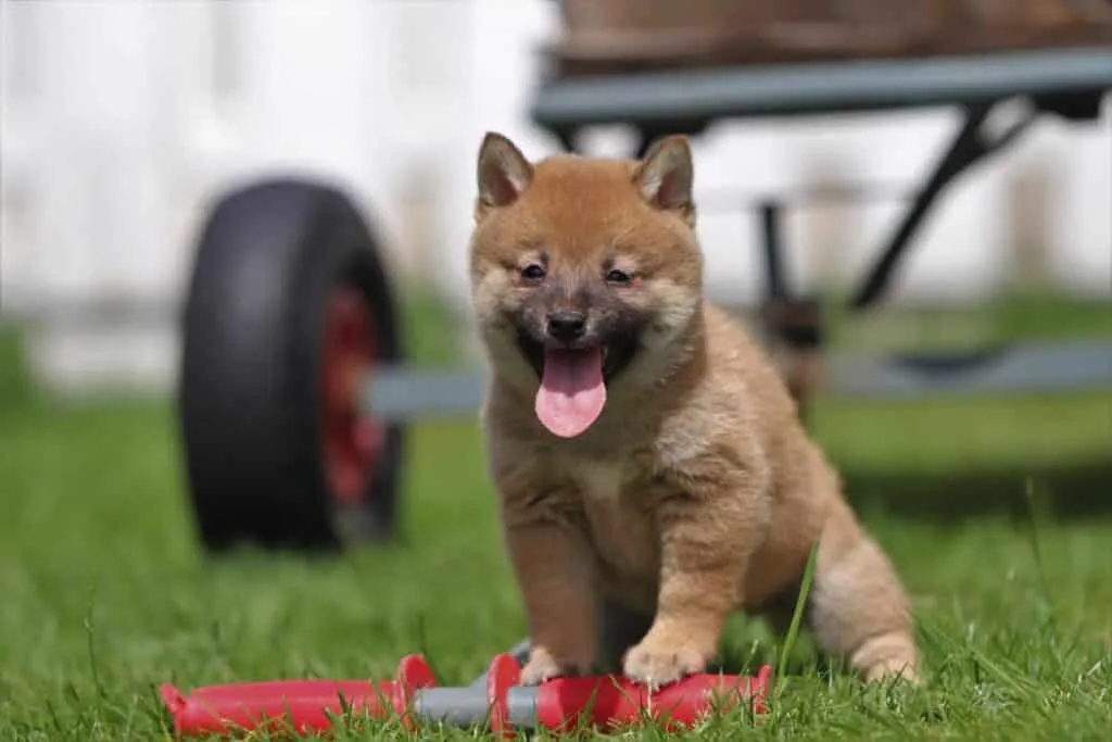 Wie macht man einen shiba-inu-welpen stubenrein? 3 Shiba inu pup training
