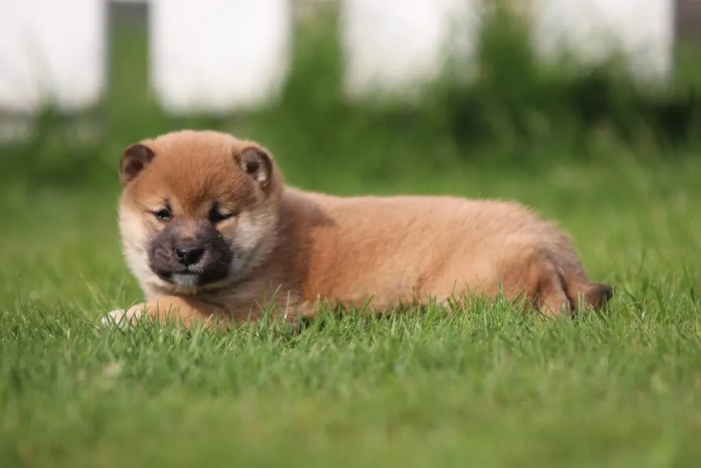 Shiba inu prijs vlaanderen
