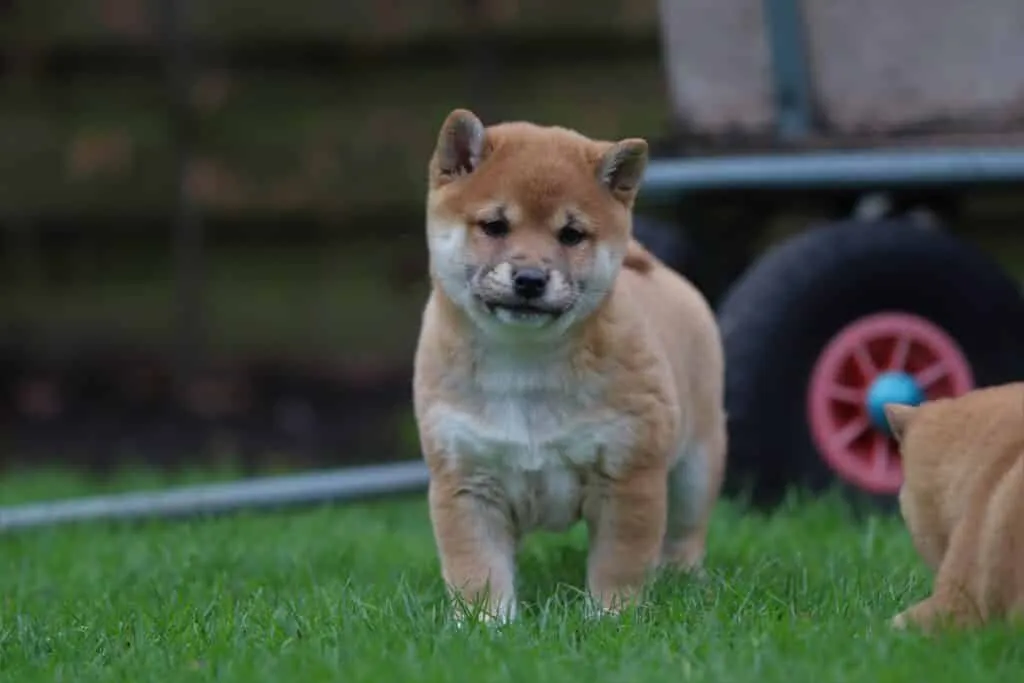 Schattige shiba inu puppy op de groene grasweide bij woefkesranch.