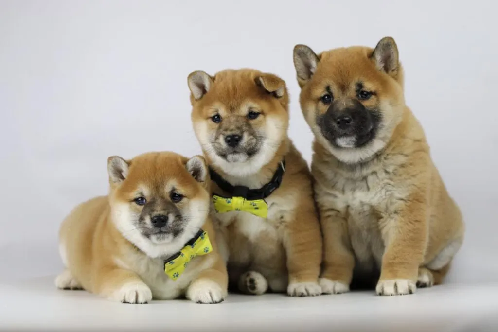 Shiba Inu