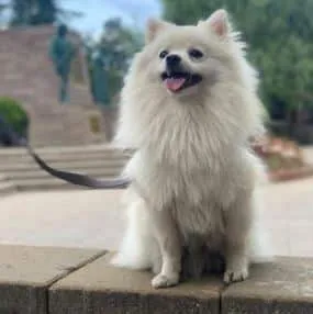 Wie erzieht man einen pomeranian? Der ultimative trainingsleitfaden! 3 Pomeranian erziehung