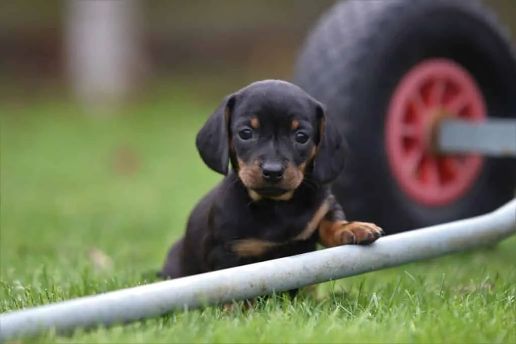 Buy dachshund