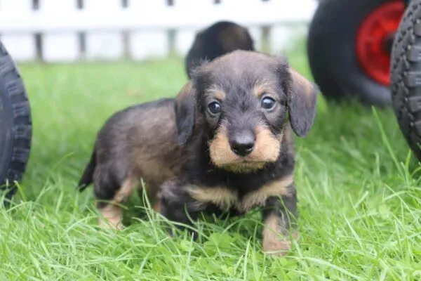 Wire-haired miniature dachshund: your perfect adventurous companion 2 Dwergteckel ruwhaar
