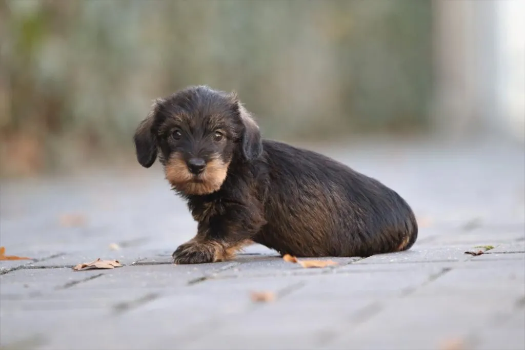 Wire-haired miniature dachshund: your perfect adventurous companion 3