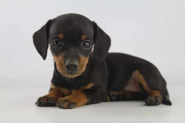 Schattige puppy van het ras teckel ligt op een witte achtergrond.