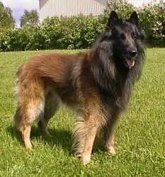 Belgische honden - belgisch hondenfokker 12 Belgische hondenfokkers