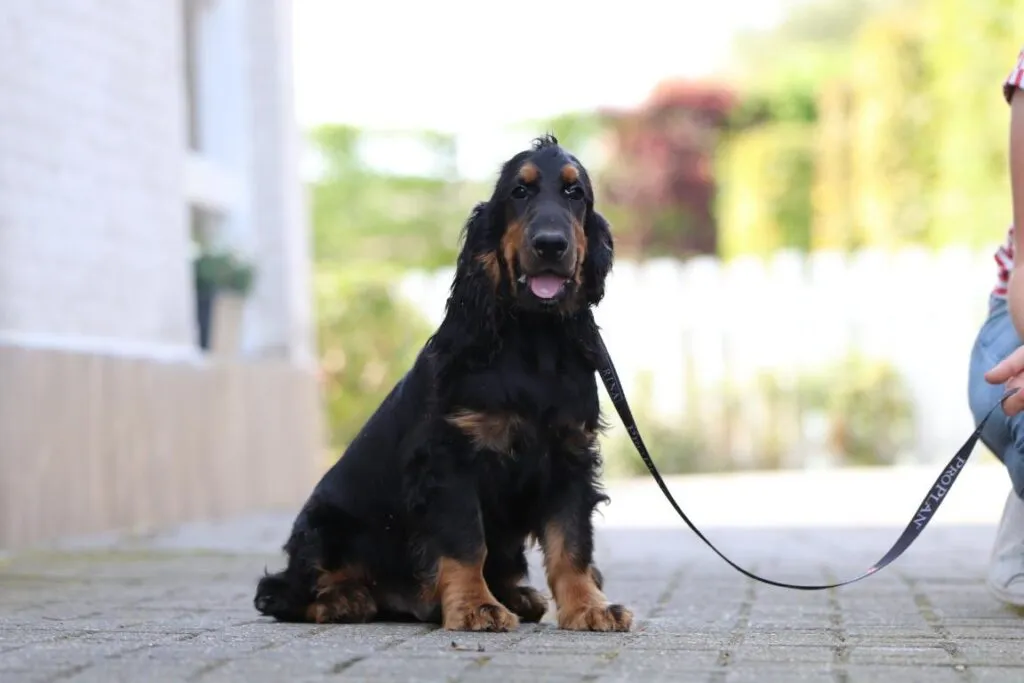 Mittelgroße hunderassen: welche hunderassen sind mittelgroß? 8 Schattige cocker spaniel hond met eigenaar op wandeling.
