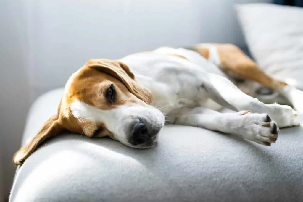 Kann ein beagle allein zu hause gelassen werden? 1 Beagle thuis alleen blijven