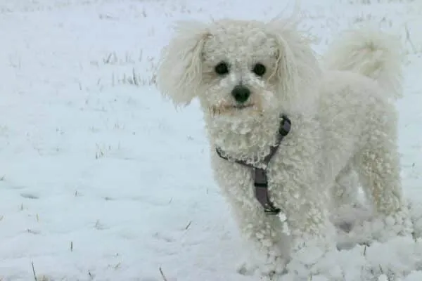 Chiens qui ne perdent pas de poils ou très peu 3 Bichon frisé