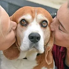 Beagle temperament: wat is het karakter van deze familiehond? 3 Beagle training