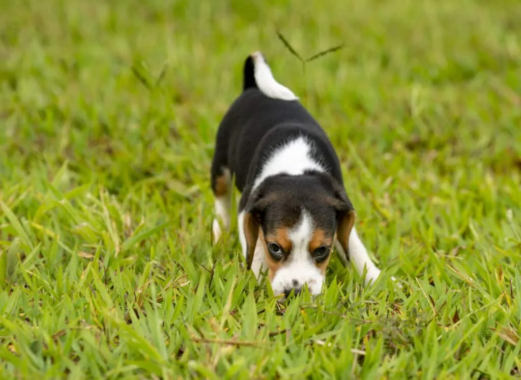 Kleine puppy snuffelt in het gras op woefkesranch.