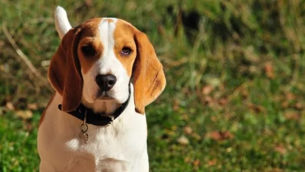 Beagle temperament: wat is het karakter van deze familiehond? 4 Beagle temperament