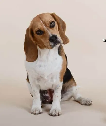 Beagle temperament: wat is het karakter van deze familiehond? 2 Beagle trainbaarheid