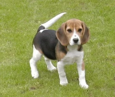 Wanneer is je beagle volgroeid? 2 Beagle welpen verkauf