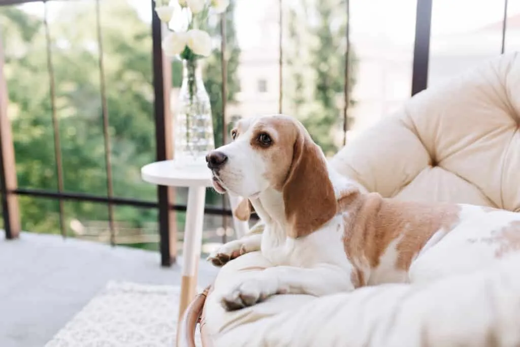 Kann ein beagle allein zu hause gelassen werden? 2 Beagle alleen thuis