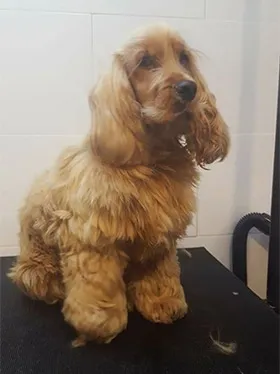 Sterilization or castration in dogs, pros and cons 2 Stérilisation chien