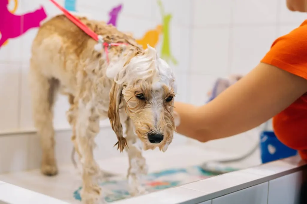 Washing a labradoodle