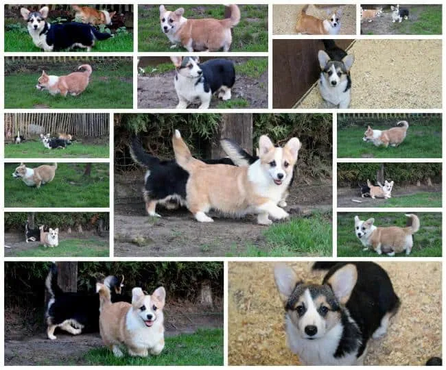 Mittelgroße hunderassen: welche hunderassen sind mittelgroß? 4 Schattige puppy's en honden op woefkesranch in belgië.