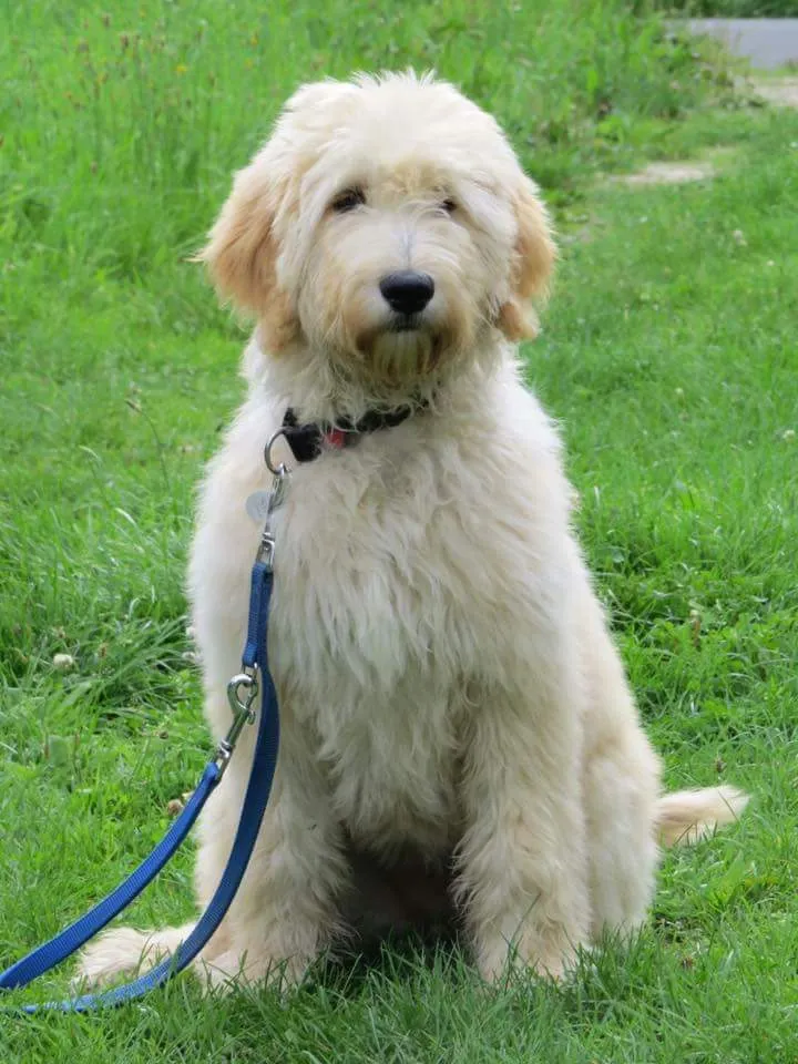 Chiens aux longues oreilles : 6 races de chiens adorables 5 Labradoodle pups