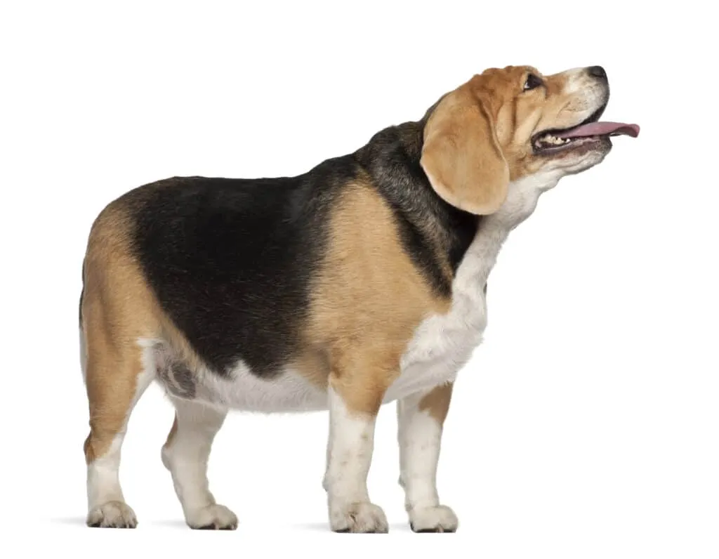 Beagle gewicht gids - wanneer is een beagle te dik? 2 Dikke beagle