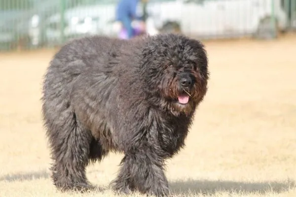 Chiens qui ne perdent pas de poils ou très peu 10 Bouvier de flandres