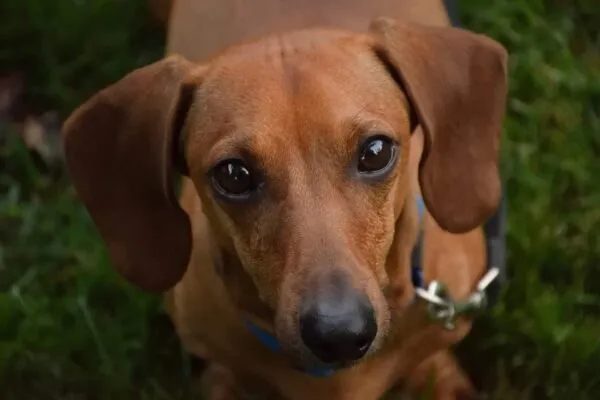 De ultieme voedingsgids voor teckels 3 Teckel hond