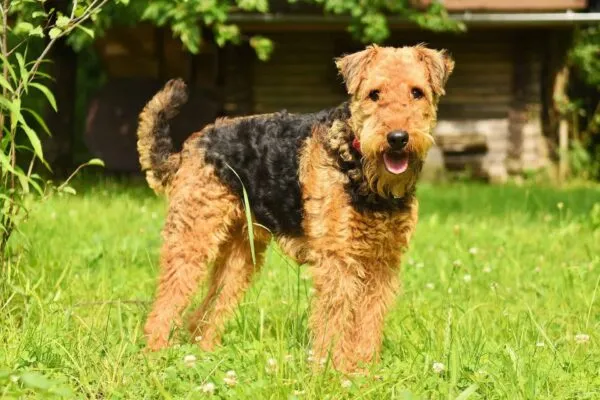 Chiens qui ne perdent pas de poils ou très peu 9 Airedale terrier