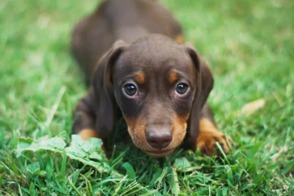 Teckel pup te koop