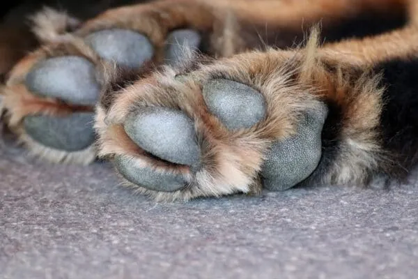 Vachtverzorging van honden: hoe verzorg je de vacht van een hond? 10 Hundekrallen schneiden