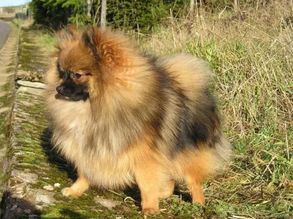 Pomeranian-gewicht: wie groß werden sie? 4 Kleine keeshond