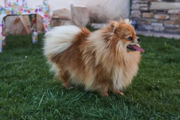 Pomeranian weight: how big do they get? 6 Pomeriaan volwassen