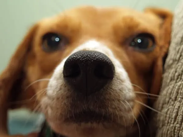 Beagle temperament: wat is het karakter van deze familiehond? 7 Beagle fokker