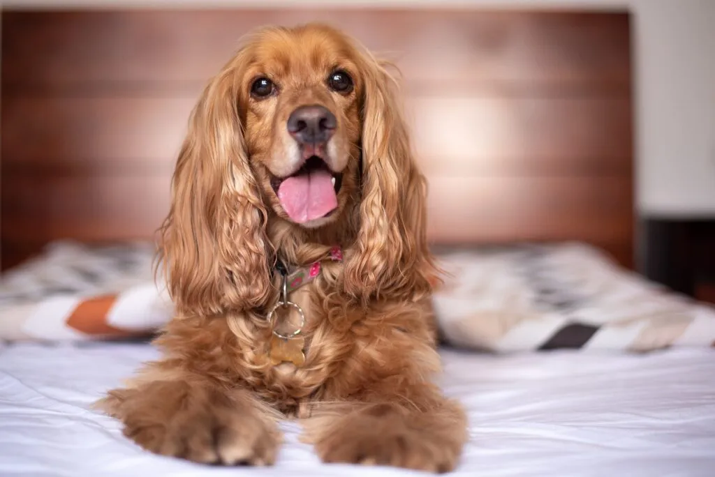 Wat is de prijs van een engelse cocker spaniël? 1 Engelse cocker spaniël