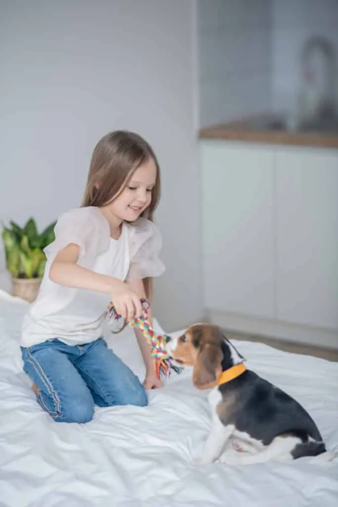 10 beagle activiteiten die ze graag doen 8