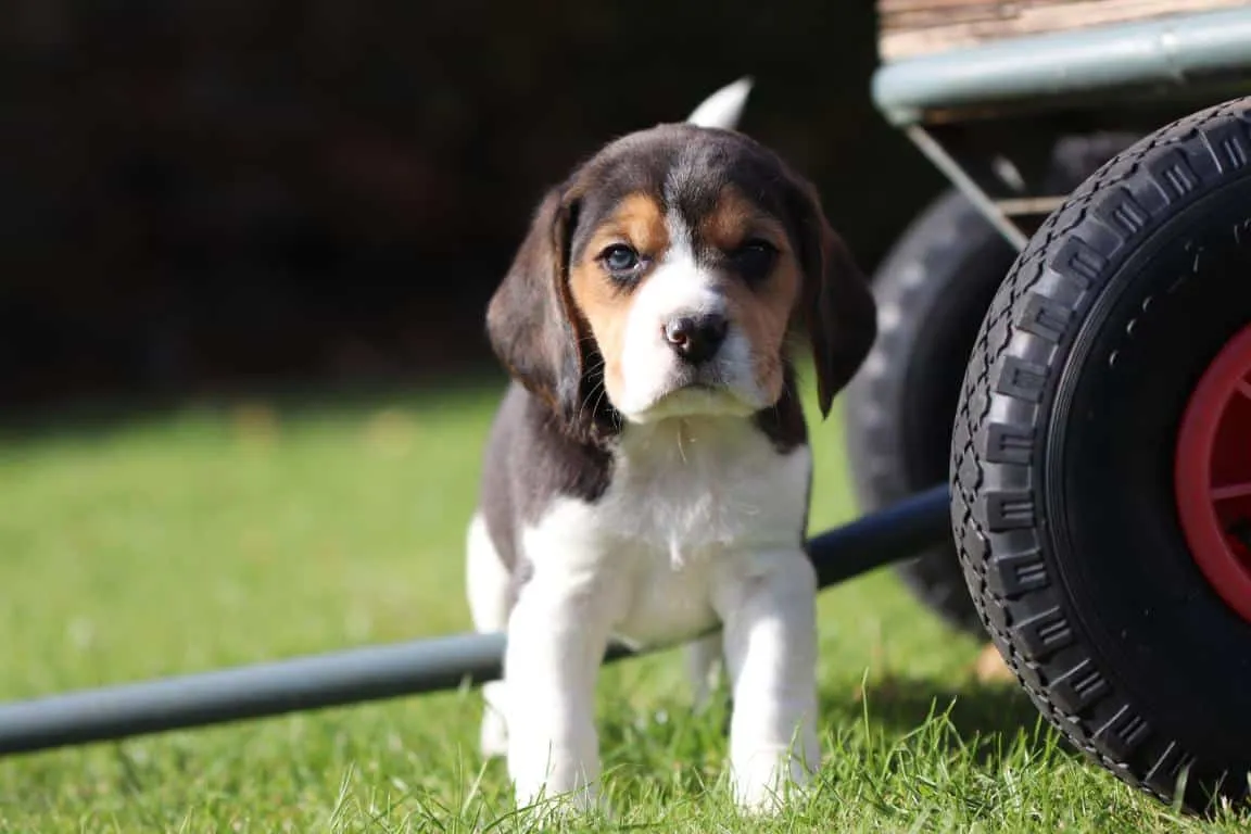 Waar vind ik een geweldig goede beagle fokker? 8 Beagle kennel