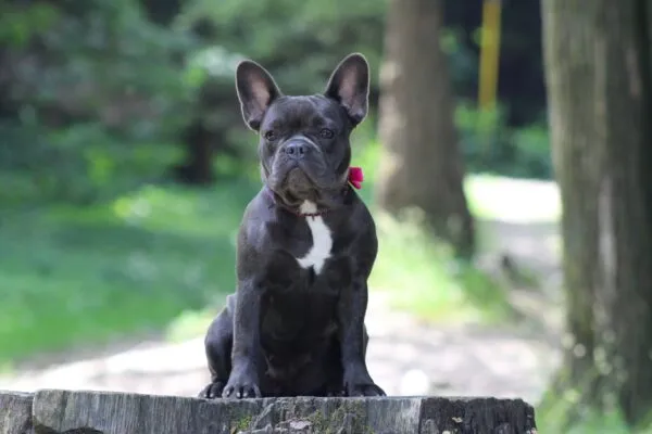 Low-barking dogs: which bark the least? – gids 4 Franse bulldog