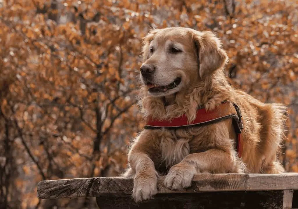 Chiot golden retriever - ce que vous devez savoir 5 Golden retriever fokker