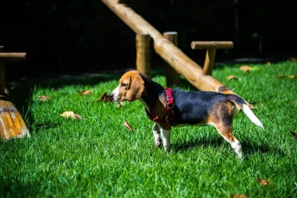 Beagle temperament: wat is het karakter van deze familiehond? 6 Beagle training