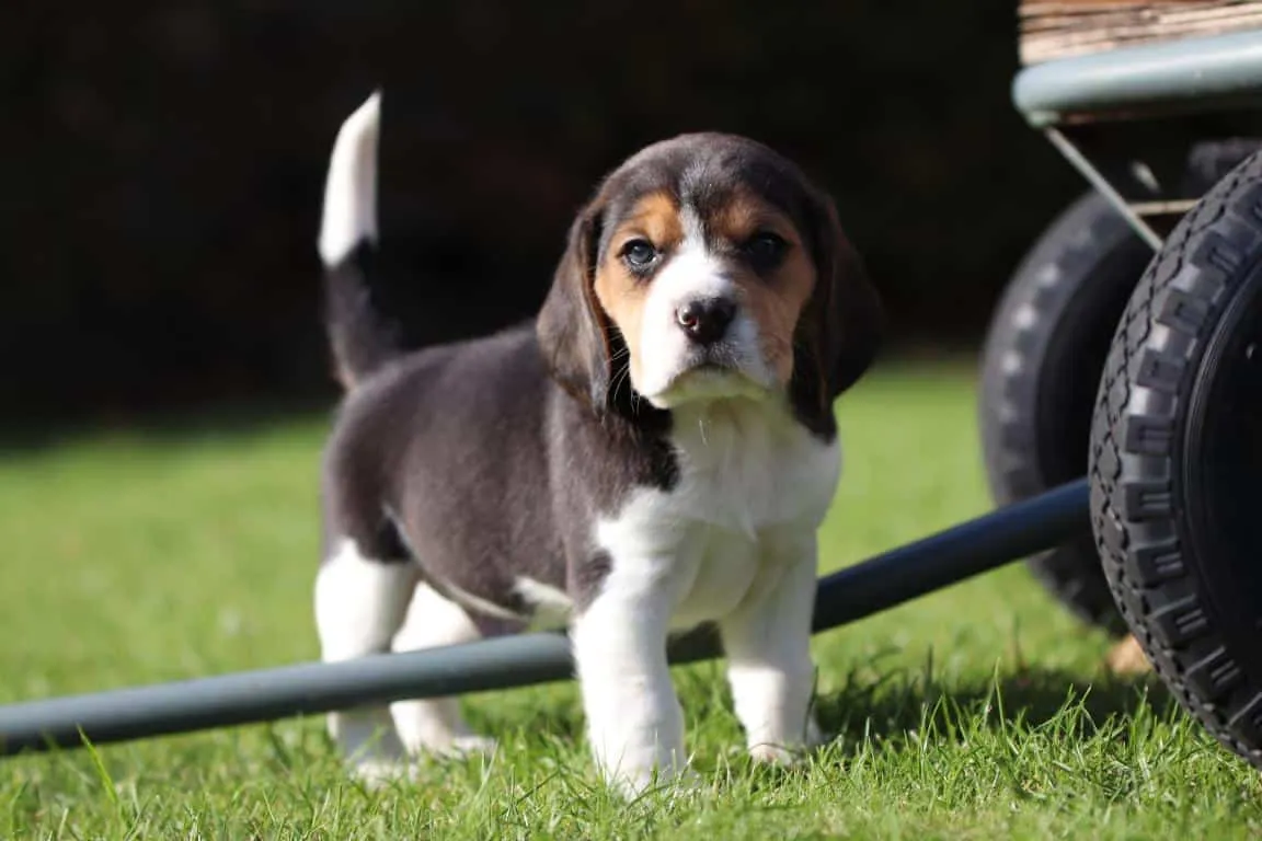 Waar vind ik een geweldig goede beagle fokker? 7 Beagle pup te koop
