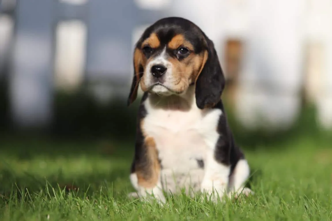 Waar vind ik een geweldig goede beagle fokker? 4 Beagle pups kopen