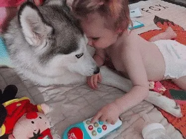 Child-friendly family dog 13 Child-friendly companion dogs