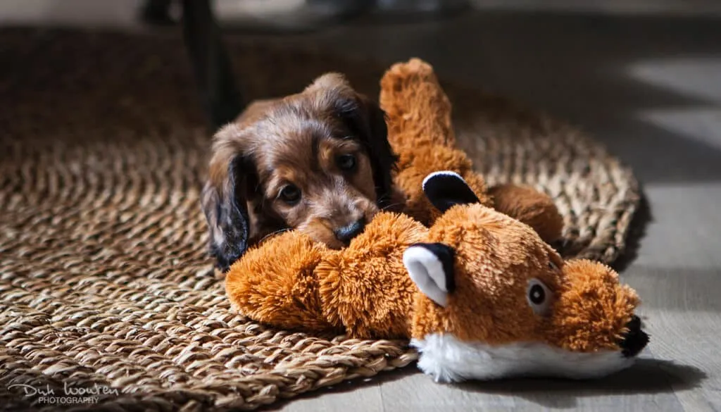 Teaching a dog to be alone