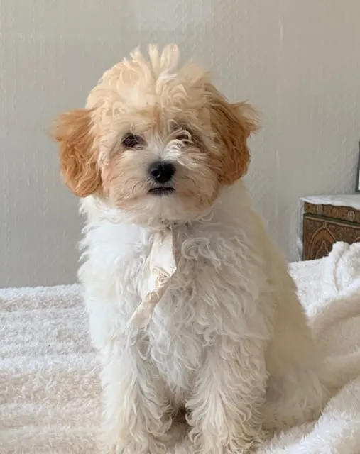 10 faits insolites sur les maltipoo que peu de gens connaissent 3 Maltipoo levensverwachting