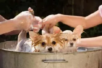 Fellpflege hunde